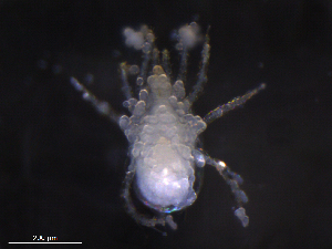  ( - BIOUG27458-C09)  @11 [ ] CreativeCommons - Attribution (2019) CBG Photography Group Centre for Biodiversity Genomics