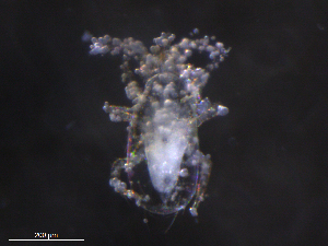  ( - BIOUG27458-E11)  @11 [ ] CreativeCommons - Attribution (2019) CBG Photography Group Centre for Biodiversity Genomics