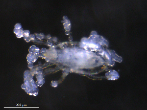  ( - BIOUG27458-F04)  @11 [ ] CreativeCommons - Attribution (2019) CBG Photography Group Centre for Biodiversity Genomics