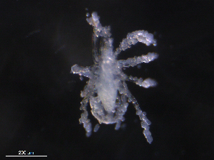  ( - BIOUG27458-G01)  @11 [ ] CreativeCommons - Attribution (2019) CBG Photography Group Centre for Biodiversity Genomics