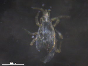  ( - BIOUG27458-G07)  @11 [ ] CreativeCommons - Attribution (2019) CBG Photography Group Centre for Biodiversity Genomics