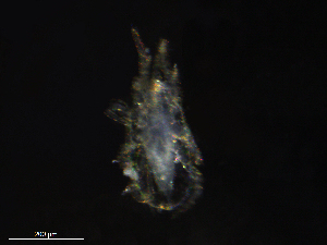  ( - BIOUG27554-H10)  @11 [ ] CreativeCommons - Attribution (2019) CBG Photography Group Centre for Biodiversity Genomics
