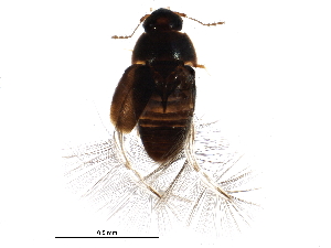  ( - BIOUG21699-H03)  @13 [ ] CreativeCommons - Attribution (2015) CBG Photography Group Centre for Biodiversity Genomics