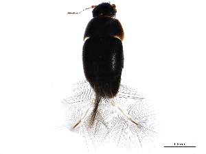  ( - BIOUG21700-H02)  @12 [ ] CreativeCommons - Attribution (2015) CBG Photography Group Centre for Biodiversity Genomics