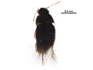  ( - BIOUG21726-E04)  @12 [ ] CreativeCommons - Attribution (2017) CBG Photography Group Centre for Biodiversity Genomics