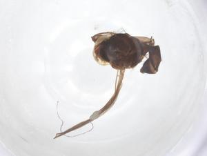  ( - BIOUG22347-B07)  @11 [ ] CreativeCommons - Attribution Share - Alike (2025) Centre for Biodiversity Genomics Centre for Biodiversity Genomics