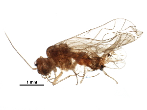  (Elipsocus - BIOUG22428-H06)  @14 [ ] CreativeCommons - Attribution (2016) CBG Photography Group Centre for Biodiversity Genomics