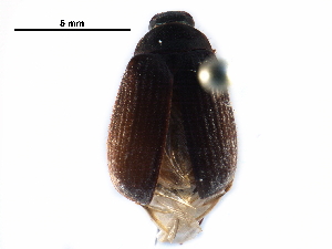  ( - BIOUG12662-B12)  @14 [ ] CreativeCommons - Attribution (2016) CBG Photography Group Centre for Biodiversity Genomics