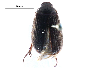  ( - BIOUG12662-C02)  @13 [ ] CreativeCommons - Attribution (2016) CBG Photography Group Centre for Biodiversity Genomics