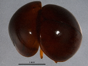  ( - BIOUG12668-H08)  @13 [ ] CreativeCommons - Attribution (2015) CBG Photography Group Centre for Biodiversity Genomics
