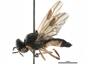  (Allognosta fuscitarsis - BIOUG12662-G02)  @16 [ ] CreativeCommons - Attribution (2015) CBG Photography Group Centre for Biodiversity Genomics