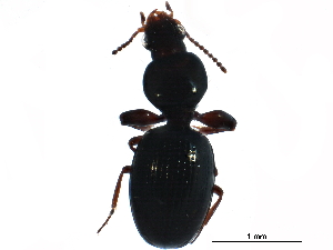  (Dyschirius globosus - BIOUG14250-B09)  @14 [ ] CreativeCommons - Attribution (2016) CBG Photography Group Centre for Biodiversity Genomics