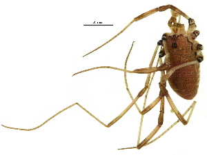  ( - BIOUG20666-D11)  @11 [ ] CreativeCommons - Attribution (2017) CBG Photography Group Centre for Biodiversity Genomics