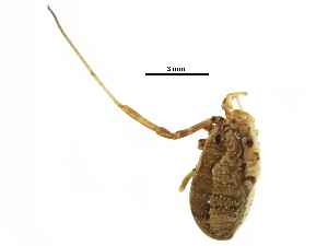  ( - BIOUG20666-E01)  @11 [ ] CreativeCommons - Attribution (2017) CBG Photography Group Centre for Biodiversity Genomics