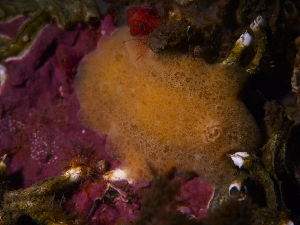  ( - 125553.1)  @11 [ ] by-nc-sa (2032) M. Malaquias University of Bergen, Natural History Collections