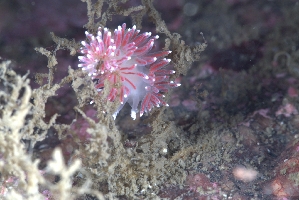  ( - 125589.1)  @11 [ ] CreativeCommons - Attribution Non-Commercial Share-Alike (2018) M. Malaquias University of Bergen, Natural History Collections