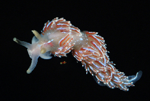  ( - 125594.1)  @11 [ ] CreativeCommons - Attribution Non-Commercial Share-Alike (2018) M. Malaquias University of Bergen, Natural History Collections