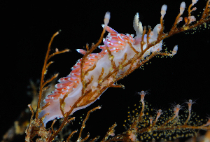  ( - 125598.1)  @11 [ ] CreativeCommons - Attribution Non-Commercial Share-Alike (2018) M. Malaquias University of Bergen, Natural History Collections