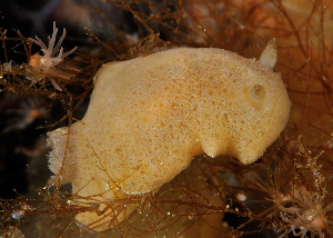  ( - 125644.1)  @11 [ ] by-nc-sa (2021) M. Malaquias University of Bergen, Natural History Collections