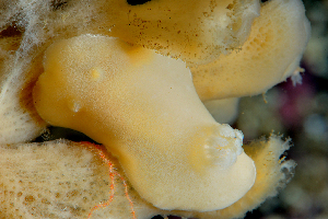  ( - 125651.1)  @11 [ ] by-nc-sa (2022) M. Malaquias University of Bergen, Natural History Collections