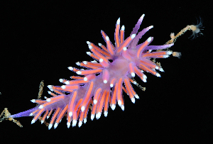  ( - 125669.1)  @11 [ ] CreativeCommons - Attribution Non-Commercial Share-Alike (2018) M. Malaquias University of Bergen, Natural History Collections