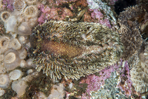  ( - 125679.1)  @11 [ ] CreativeCommons - Attribution Non-Commercial Share-Alike (2018) M. Malaquias University of Bergen, Natural History Collections