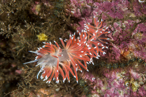  ( - 125719.1)  @11 [ ] CreativeCommons - Attribution Non-Commercial Share-Alike (2018) M. Malaquias University of Bergen, Natural History Collections