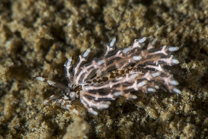  ( - 125727.1)  @11 [ ] CreativeCommons - Attribution Non-Commercial Share-Alike (2018) M. Malaquias University of Bergen, Natural History Collections