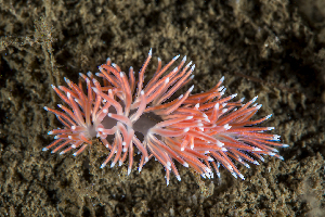  ( - 125729.1)  @11 [ ] CreativeCommons - Attribution Non-Commercial Share-Alike (2018) M. Malaquias University of Bergen, Natural History Collections