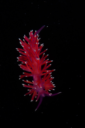  ( - 125861.1)  @11 [ ] CreativeCommons - Attribution Non-Commercial Share-Alike (2018) M. Malaquias University of Bergen, Natural History Collections