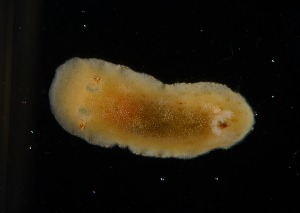  ( - 125878.1)  @11 [ ] by-nc-sa (2028) M. Malaquias University of Bergen, Natural History Collections
