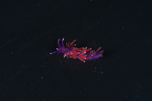  ( - 125922.1)  @11 [ ] CreativeCommons - Attribution Non-Commercial Share-Alike (2018) M. Malaquias University of Bergen, Natural History Collections