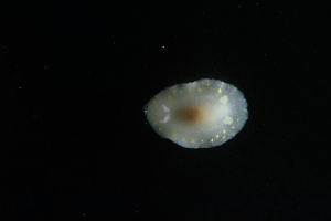  ( - 125929.1)  @11 [ ] CreativeCommons - Attribution Non-Commercial Share-Alike (2018) M. Malaquias University of Bergen, Natural History Collections