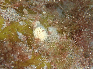  ( - 125947.1)  @11 [ ] CreativeCommons - Attribution Non-Commercial Share-Alike (2018) M. Malaquias University of Bergen, Natural History Collections