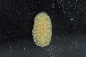  ( - 125953.1)  @11 [ ] CreativeCommons - Attribution Non-Commercial Share-Alike (2018) M. Malaquias University of Bergen, Natural History Collections