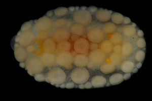  ( - 125963.1)  @11 [ ] CreativeCommons - Attribution Non-Commercial Share-Alike (2018) M. Malaquias University of Bergen, Natural History Collections