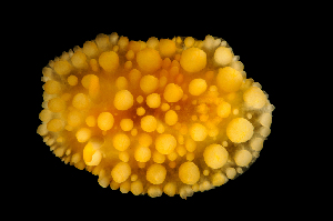  ( - 125972.1)  @11 [ ] CreativeCommons - Attribution Non-Commercial Share-Alike (2018) M. Malaquias University of Bergen, Natural History Collections