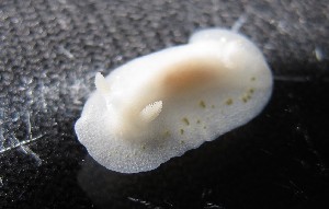  ( - 125978.1)  @11 [ ] CreativeCommons - Attribution Non-Commercial Share-Alike (2018) M. Malaquias University of Bergen, Natural History Collections