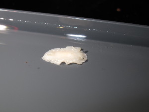  ( - 125984.1)  @11 [ ] CreativeCommons - Attribution Non-Commercial Share-Alike (2018) M. Malaquias University of Bergen, Natural History Collections