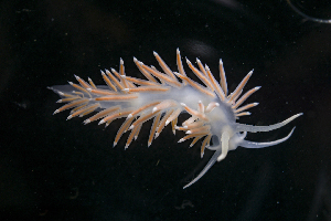  ( - 126001.1)  @11 [ ] CreativeCommons - Attribution Non-Commercial Share-Alike (2018) M. Malaquias University of Bergen, Natural History Collections