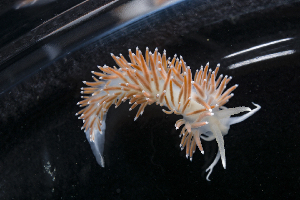  ( - 126002.1)  @11 [ ] CreativeCommons - Attribution Non-Commercial Share-Alike (2018) M. Malaquias University of Bergen, Natural History Collections