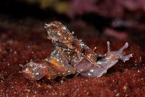  (Aplysia punctata - 126037.1)  @11 [ ] CreativeCommons - Attribution Non-Commercial Share-Alike (2018) M. Malaquias University of Bergen, Natural History Collections