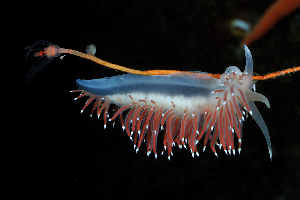  ( - 126038.1)  @11 [ ] CreativeCommons - Attribution Non-Commercial Share-Alike (2018) M. Malaquias University of Bergen, Natural History Collections
