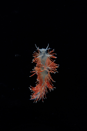  ( - 127472.1)  @11 [ ] CreativeCommons - Attribution Non-Commercial Share-Alike (2018) M. Malaquias University of Bergen, Natural History Collections