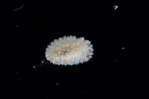  ( - 127484.1)  @11 [ ] CreativeCommons - Attribution Non-Commercial Share-Alike (2019) M. Malaquias University of Bergen, Natural History Collections