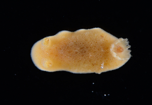  ( - 127553.1)  @11 [ ] by-nc-sa (2029) M. Malaquias University of Bergen, Natural History Collections