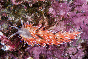  ( - 127565.1)  @11 [ ] CreativeCommons - Attribution Non-Commercial Share-Alike (2019) M. Malaquias University of Bergen, Natural History Collections