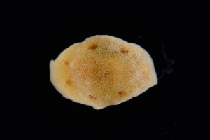  ( - 127567.1)  @11 [ ] by-nc-sa (2030) M. Malaquias University of Bergen, Natural History Collections
