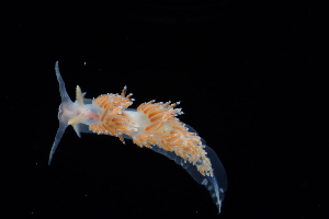  ( - 127573.1)  @11 [ ] CreativeCommons - Attribution Non-Commercial Share-Alike (2019) M. Malaquias University of Bergen, Natural History Collections