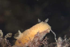  ( - 127577.1)  @11 [ ] by-nc-sa (2036) M. Malaquias University of Bergen, Natural History Collections